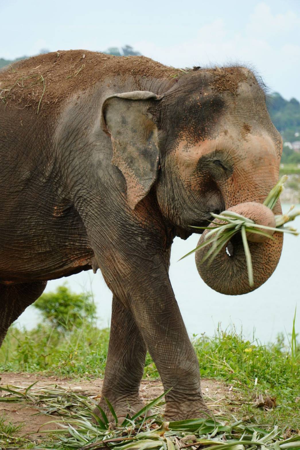 Ethical Elephant Experience