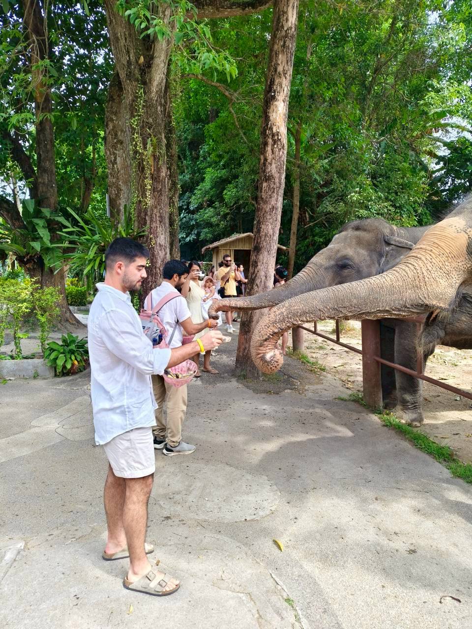 Elephant Feeding