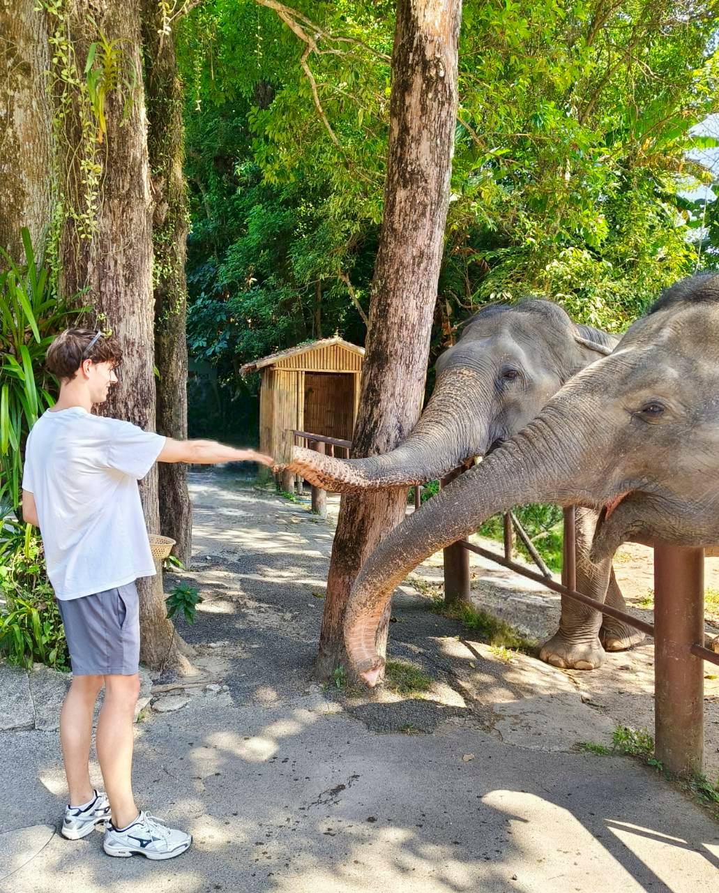 Elephant Feeding
