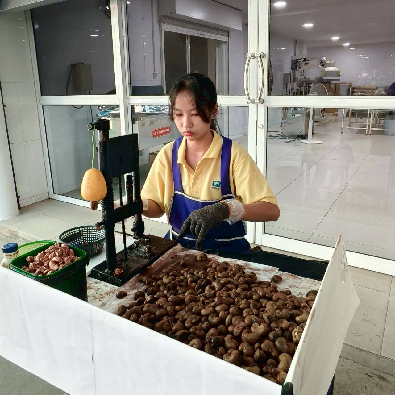 Cashew Nut Factory