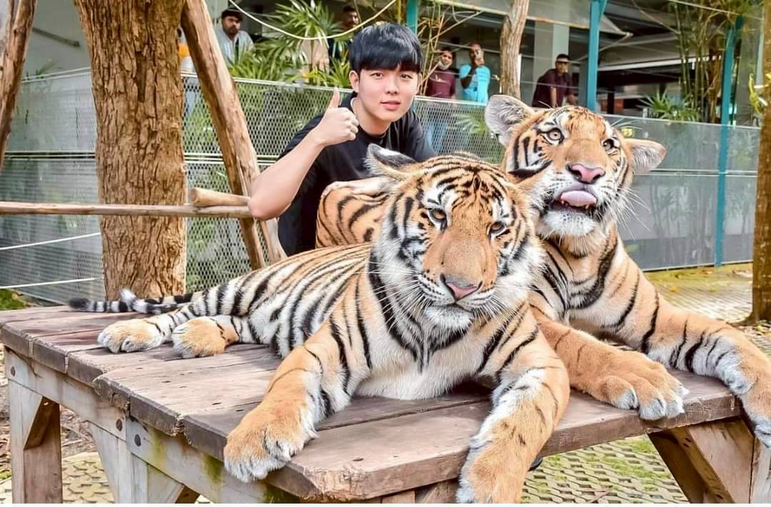 Tiger Kingdom